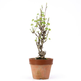Akebia quinata, 31 cm, ± 10 Jahre alt