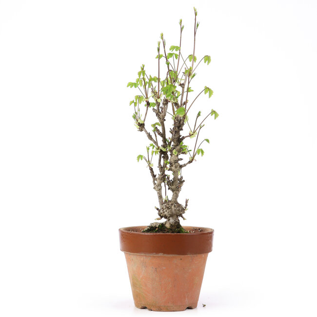 Akebia quinata, 31 cm, ± 10 years old