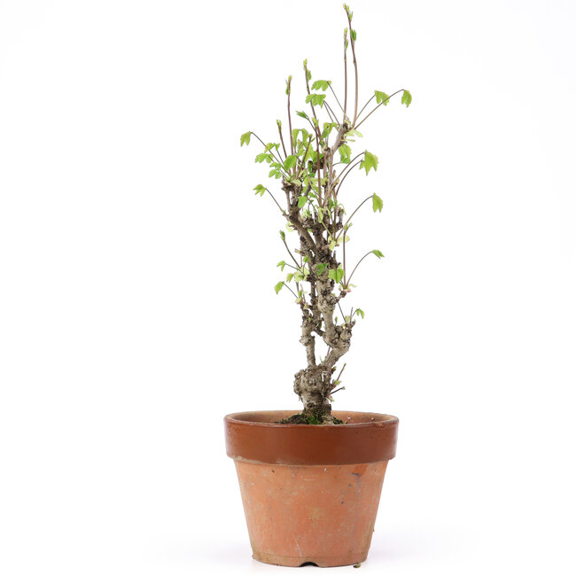 Akebia quinata, 31 cm, ± 10 Jahre alt