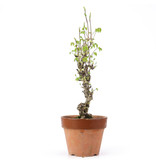Akebia quinata, 31 cm, ± 10 jaar oud
