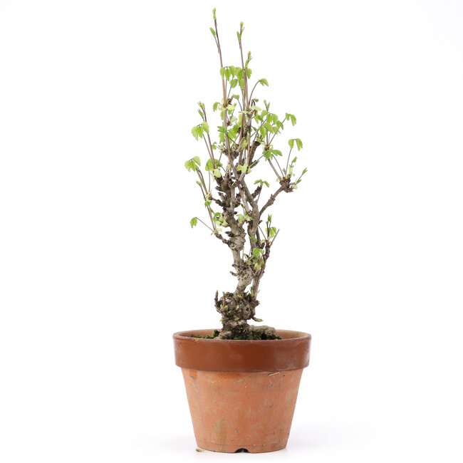 Akebia quinata, 31 cm, ± 10 Jahre alt