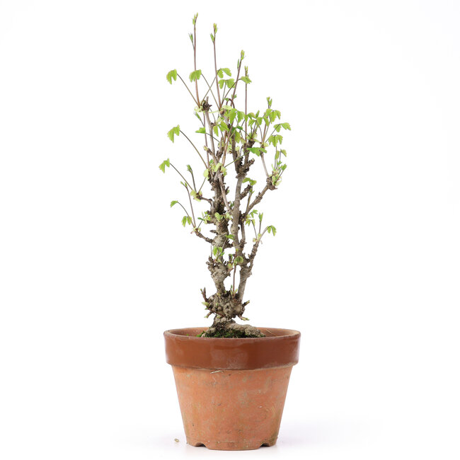 Akebia quinata, 31 cm, ± 10 jaar oud