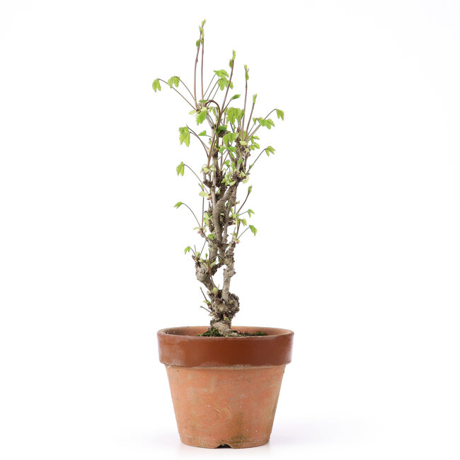 Akebia quinata, 31 cm, ± 10 años