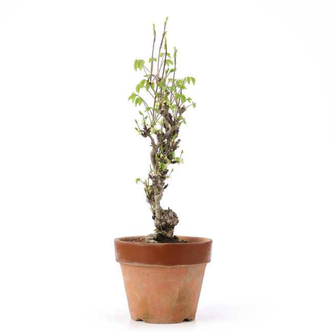 Akebia quinata, 31 cm, ± 10 jaar oud