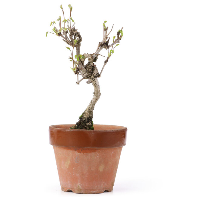 Akebia quinata, 24,5 cm, ± 10 años