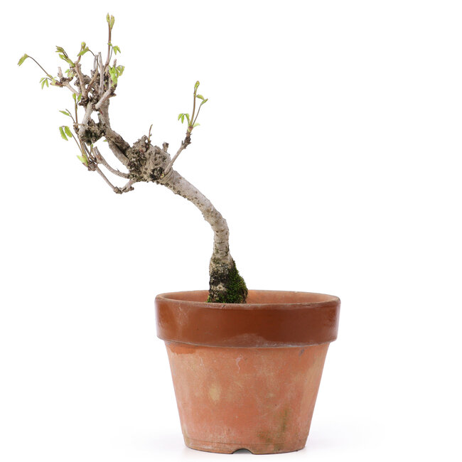 Akebia quinata, 24,5 cm, ± 10 Jahre alt