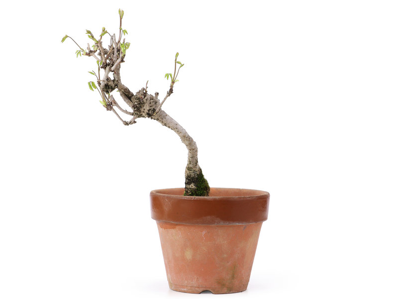 Akebia quinata, 24,5 cm, ± 10 jaar oud