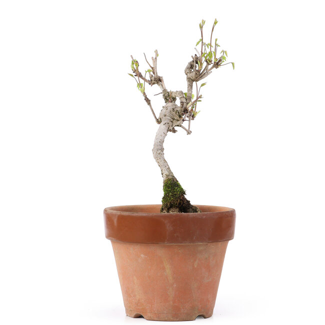 Akebia quinata, 24,5 cm, ± 10 años