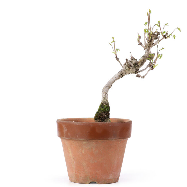 Akebia quinata, 24,5 cm, ± 10 años