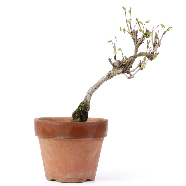 Akebia quinata, 24,5 cm, ± 10 years old