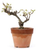Akebia quinata, 16 cm, ± 10 jaar oud