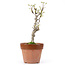 Akebia quinata, 25,5 cm, ± 10 years old
