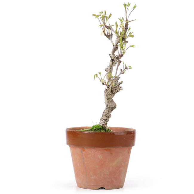 Akebia quinata, 25,5 cm, ± 10 Jahre alt