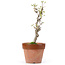 Akebia quinata, 25,5 cm, ± 10 years old