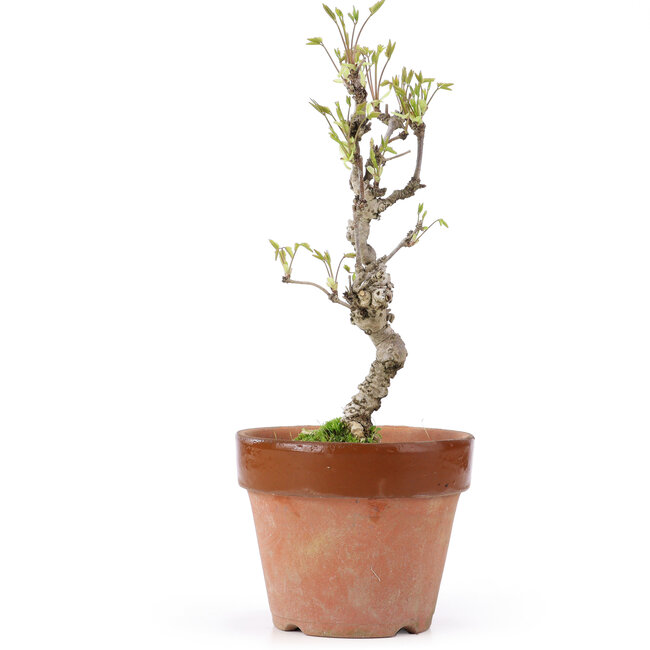 Akebia quinata, 25,5 cm, ± 10 years old