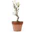 Akebia quinata, 25,5 cm, ± 10 years old