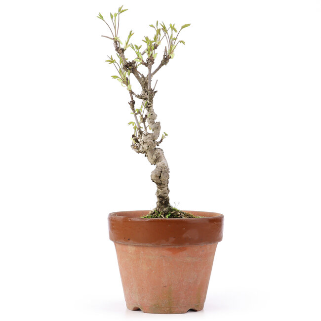 Akebia quinata, 25,5 cm, ± 10 years old