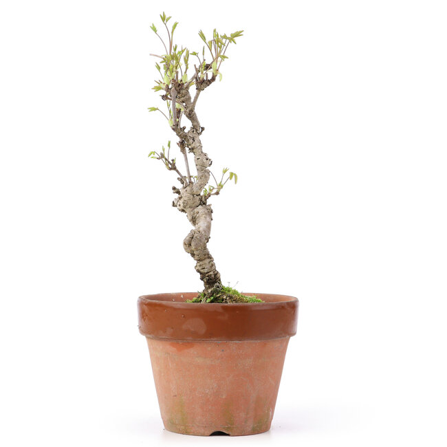 Akebia quinata, 25,5 cm, ± 10 years old