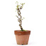 Akebia quinata, 25,5 cm, ± 10 years old