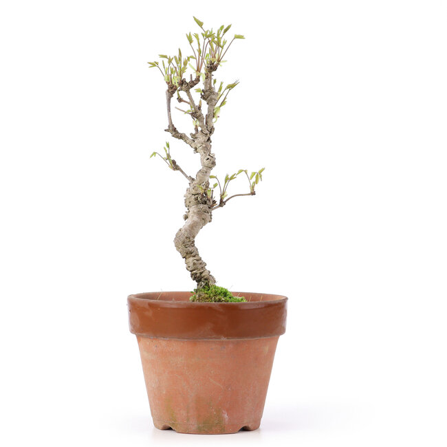 Akebia quinata, 25,5 cm, ± 10 Jahre alt