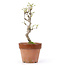Akebia quinata, 25,5 cm, ± 10 years old