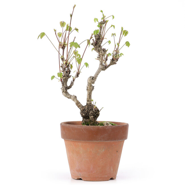 Akebia quinata, 28 cm, ± 10 anni