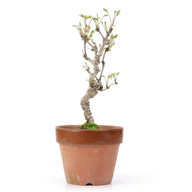 Akebia quinata, 25,5 cm, ± 10 years old