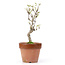 Akebia quinata, 25,5 cm, ± 10 years old