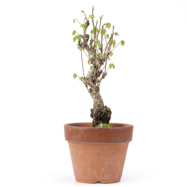 Akebia quinata, 28 cm, ± 10 Jahre alt