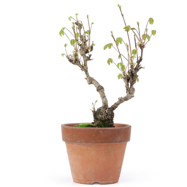 Akebia quinata, 28 cm, ± 10 Jahre alt