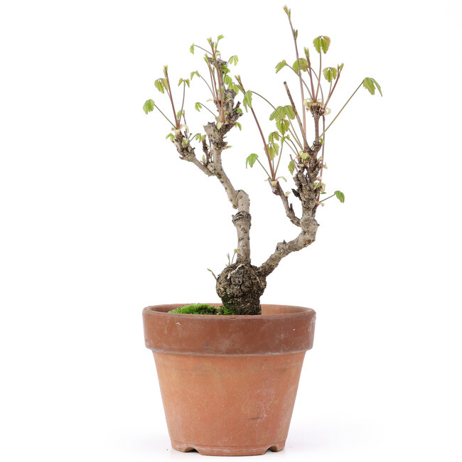 Akebia quinata, 28 cm, ± 10 jaar oud