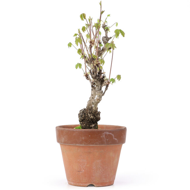 Akebia quinata, 28 cm, ± 10 jaar oud