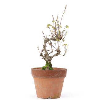 Akebia quinata, 24,5 cm, ± 10 Jahre alt