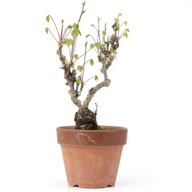 Akebia quinata, 28 cm, ± 10 años