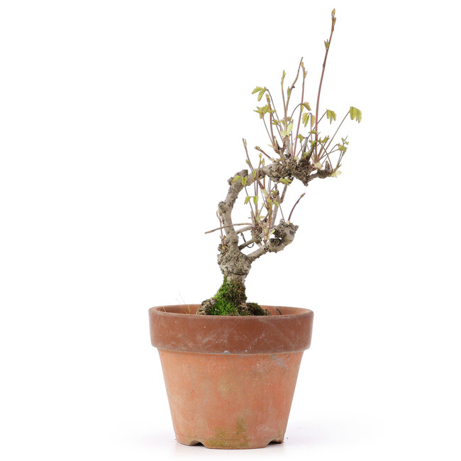 Akebia quinata, 24,5 cm, ± 10 jaar oud