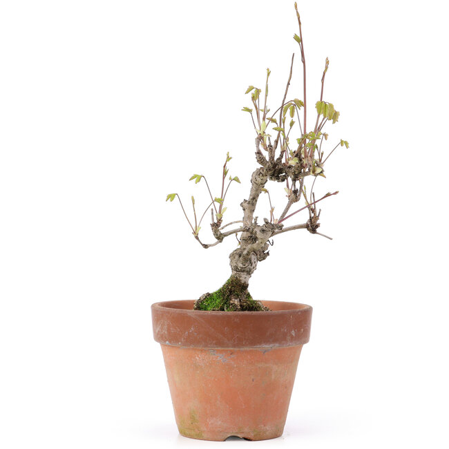 Akebia quinata, 24,5 cm, ± 10 años