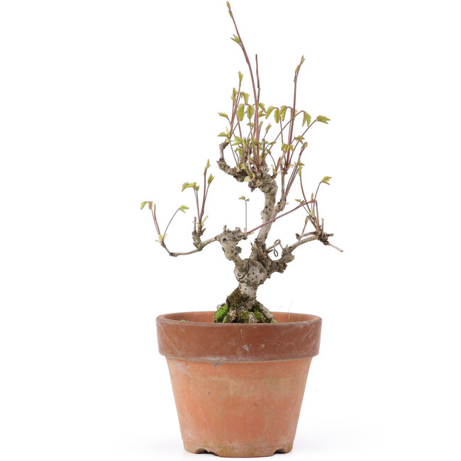 Akebia quinata, 24,5 cm, ± 10 jaar oud