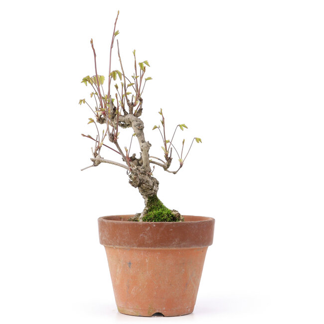 Akebia quinata, 24,5 cm, ± 10 jaar oud