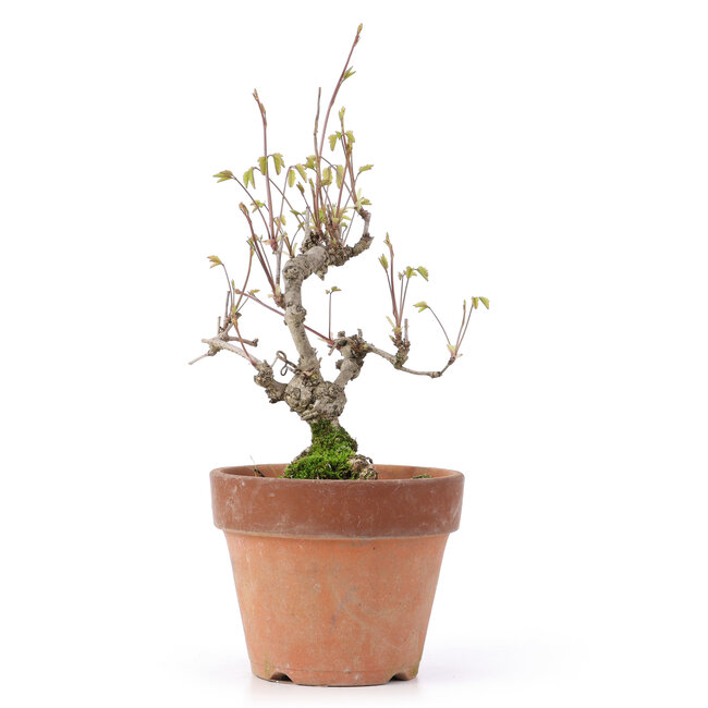 Akebia quinata, 24,5 cm, ± 10 años