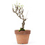 Akebia quinata, 27 cm, ± 10 ans, Dans un pot avec un éclat du bord
