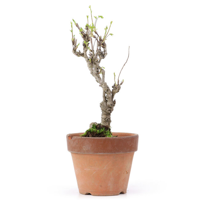 Akebia quinata, 27 cm, ± 10 ans, Dans un pot avec un éclat du bord