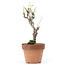 Akebia quinata, 27 cm, ± 10 ans, Dans un pot avec un éclat du bord