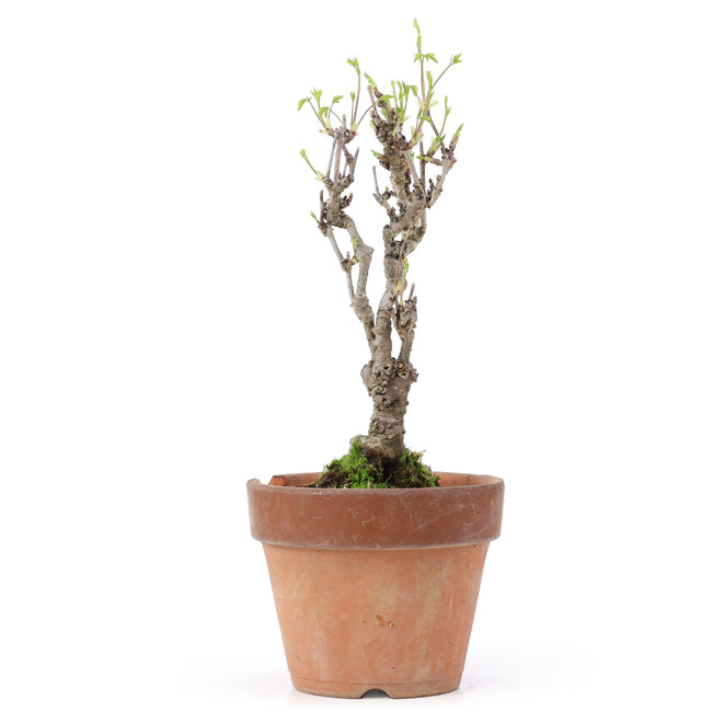 Akebia quinata, 27 cm, ± 10 ans, Dans un pot avec un éclat du bord