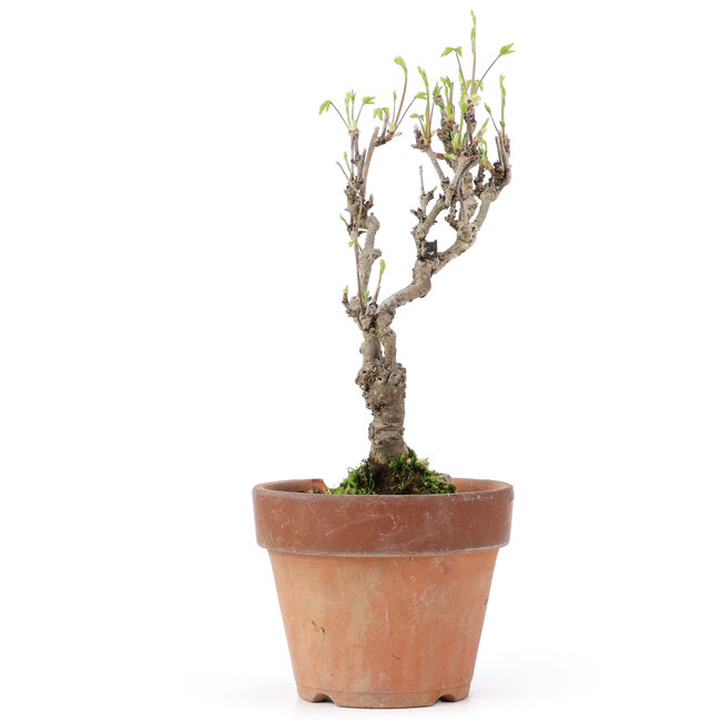 Akebia quinata, 27 cm, ± 10 Jahre alt, In einem Topf mit Randbestoßung