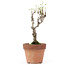 Akebia quinata, 27 cm, ± 10 ans, Dans un pot avec un éclat du bord