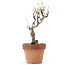 Akebia quinata, 27 cm, ± 10 ans, Dans un pot avec un éclat du bord