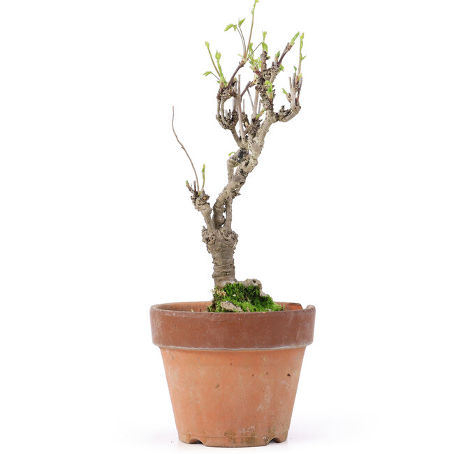 Akebia quinata, 27 cm, ± 10 jaar oud, In een pot met een chip van de rand