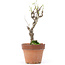 Akebia quinata, 27 cm, ± 10 ans, Dans un pot avec un éclat du bord