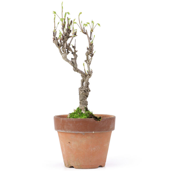 Akebia quinata, 27 cm, ± 10 ans, Dans un pot avec un éclat du bord