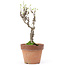 Akebia quinata, 27 cm, ± 10 ans, Dans un pot avec un éclat du bord